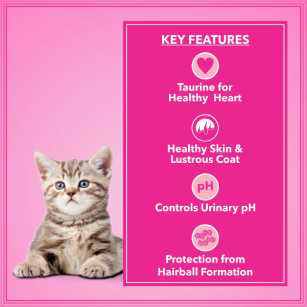 Let's Bite Active Kitten Dry Cat Food, 400 gm (Buy 1 Get 1 Free), Total 800 g Pack - Image 3